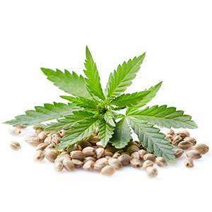 Refined Hemp Seed Oil